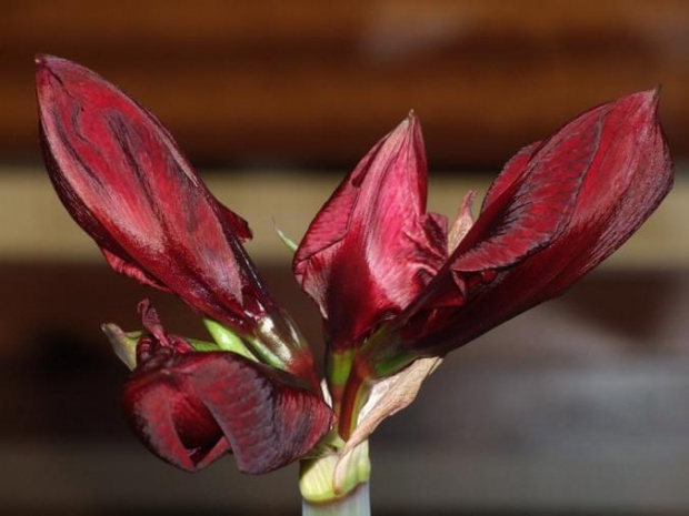 odmiana 'Benfica' - 5 marca 2009 #amarylis #Hippeastrum #hydroponika #Benfica