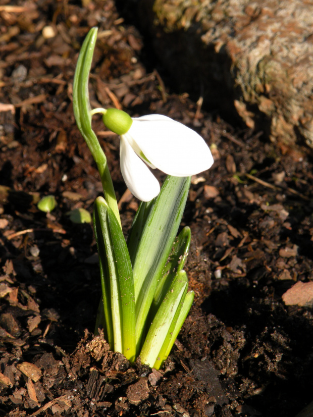 Galanthus alpinum ? (Eleonory z Berlina)