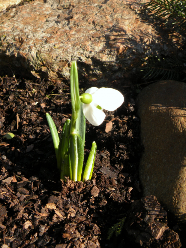 Galanthus alpinum ? (Eleonory z Berlina)