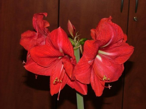 odmiana 'Hercules' - 5 marca 2009 #amarylis #Hippeastrum #hydroponika #Hercules