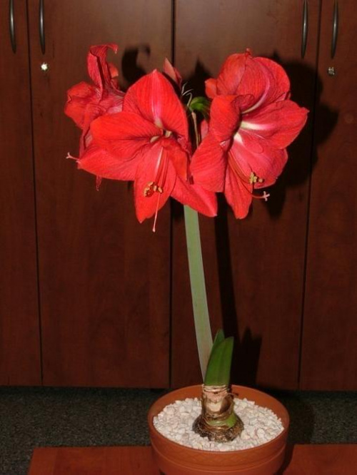 odmiana 'Hercules' - 5 marca 2009 #amarylis #Hippeastrum #hydroponika #Hercules