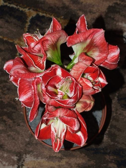 odmiana 'Samba' - 5 marca 2009 #amarylis #Hippeastrum #hydroponika #Samba