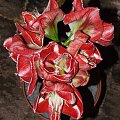 odmiana 'Samba' - 5 marca 2009 #amarylis #Hippeastrum #hydroponika #Samba