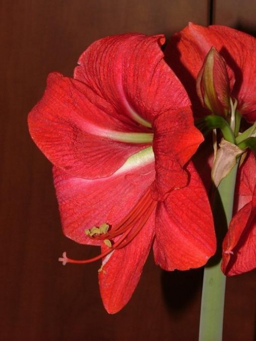 odmiana 'Hercules' - 5 marca 2009 #amarylis #Hippeastrum #hydroponika #Hercules