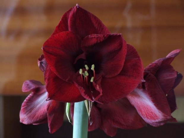 odmiana 'Benfica' - 5 marca 2009 (pęd ścięty w celu ochrony słabo ukorzenionej cebuli z drugim pędem) #amarylis #Hippeastrum #hydroponika #Benfica