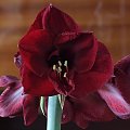 odmiana 'Benfica' - 5 marca 2009 (pęd ścięty w celu ochrony słabo ukorzenionej cebuli z drugim pędem) #amarylis #Hippeastrum #hydroponika #Benfica