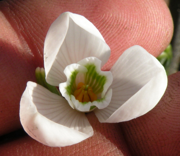 Galanthus alpinum ? (Eleonory z Berlina)
