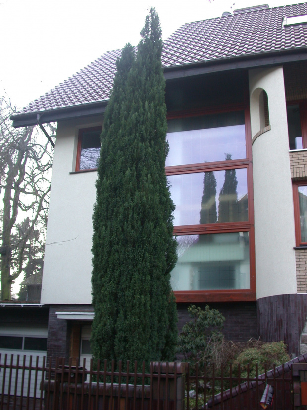 Chamaecyparis lawsoniana 'Ellwodi'