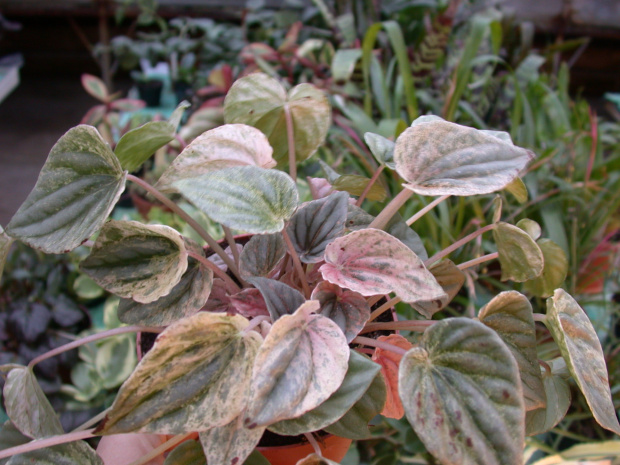 Peperomia caperata 'Pink...?'