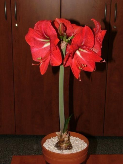 odmiana 'Hercules' - 5 marca 2009 #amarylis #Hippeastrum #hydroponika #Hercules