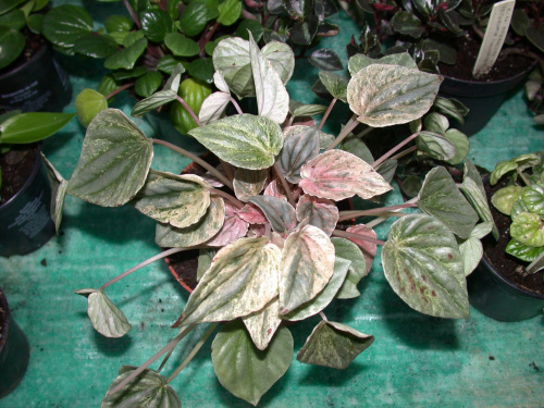 Peperomia caperata 'Pink...?'