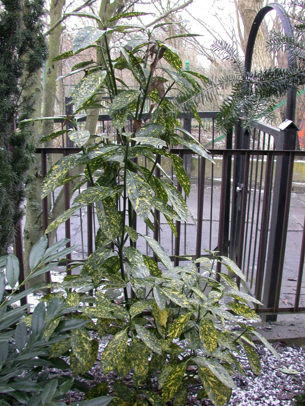 Aucuba japonica 'Crotonifolia'