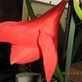 Amarylis czerwony