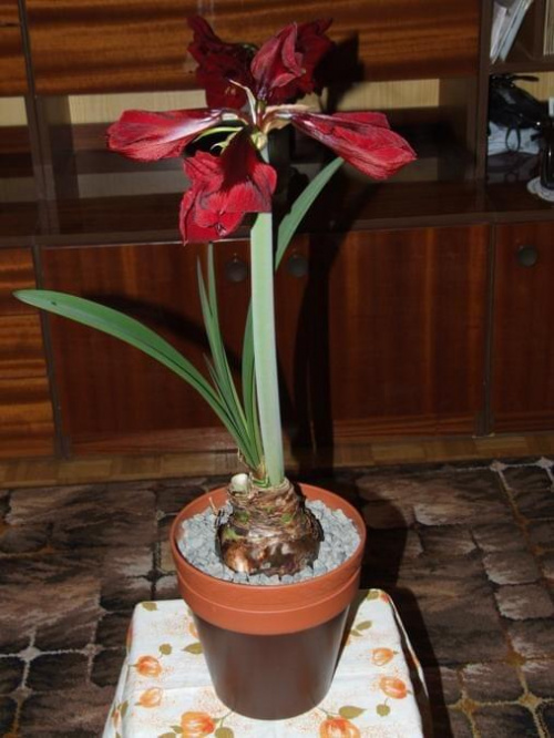 odmiana 'Benfica' - 7 marca 2009 #amarylis #Hippeastrum #hydroponika #Benfica