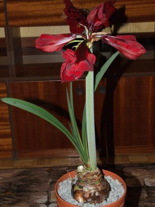 odmiana 'Benfica' - 7 marca 2009 #amarylis #Hippeastrum #hydroponika #Benfica