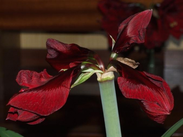 odmiana 'Benfica' - 7 marca 2009 #amarylis #Hippeastrum #hydroponika #Benfica