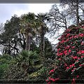Trebah Garden, nr Falmouth Cornwall #Drzewa #palmy #kwiaty