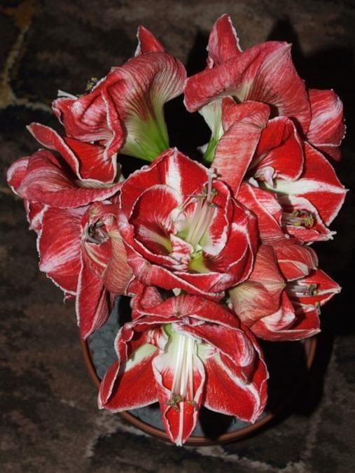 odmiana 'Samba' - 7 marca 2009 #amarylis #Hippeastrum #hydroponika #Samba