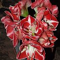 odmiana 'Samba' - 7 marca 2009 #amarylis #Hippeastrum #hydroponika #Samba