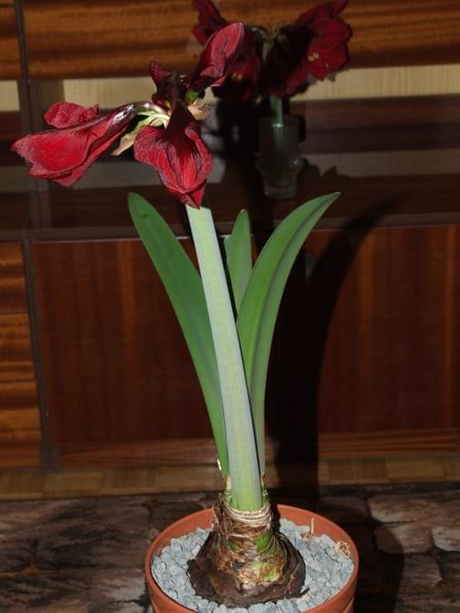 odmiana 'Benfica' - 7 marca 2009 #amarylis #Hippeastrum #hydroponika #Benfica