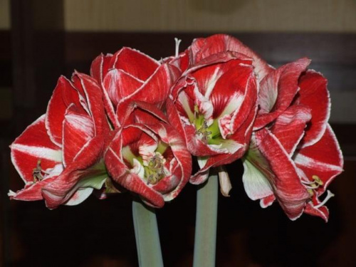 odmiana 'Samba' - 7 marca 2009 #amarylis #Hippeastrum #hydroponika #Samba