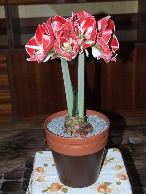 odmiana 'Samba' - 7 marca 2009 #amarylis #Hippeastrum #hydroponika #Samba