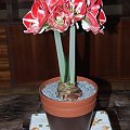 odmiana 'Samba' - 7 marca 2009 #amarylis #Hippeastrum #hydroponika #Samba