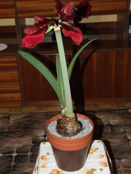 odmiana 'Benfica' - 7 marca 2009 #amarylis #Hippeastrum #hydroponika #Benfica