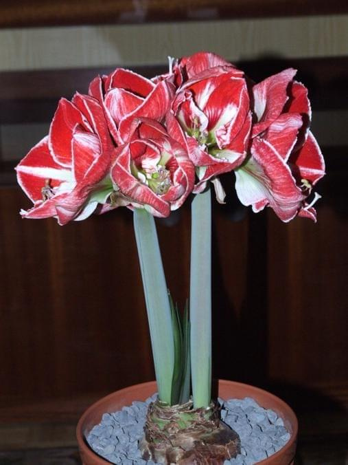 odmiana 'Samba' - 7 marca 2009 #amarylis #Hippeastrum #hydroponika #Samba