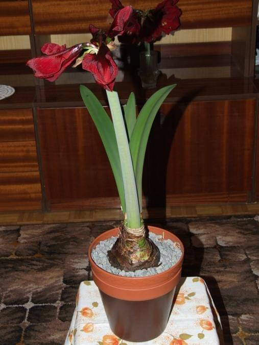 odmiana 'Benfica' - 7 marca 2009 #amarylis #Hippeastrum #hydroponika #Benfica