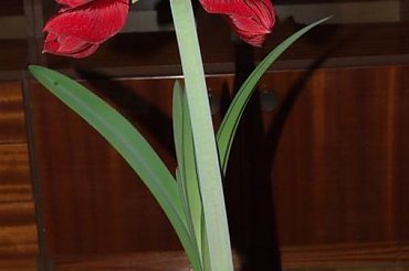 odmiana 'Benfica' - 7 marca 2009 #amarylis #Hippeastrum #hydroponika #Benfica