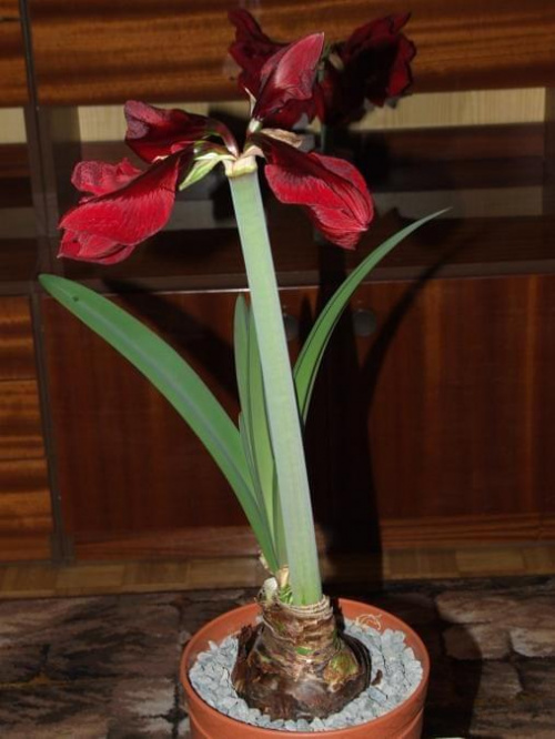 odmiana 'Benfica' - 7 marca 2009 #amarylis #Hippeastrum #hydroponika #Benfica