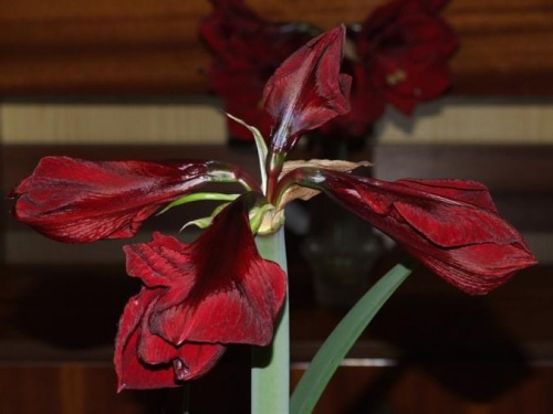 odmiana 'Benfica' - 7 marca 2009 #amarylis #Hippeastrum #hydroponika #Benfica