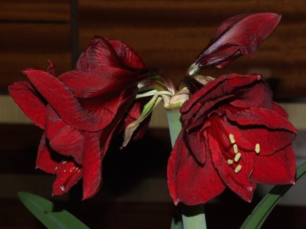 odmiana 'Benfica' - 8 marca 2009 #amarylis #Hippeastrum #hydroponika #Benfica