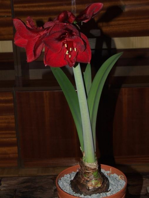 odmiana 'Benfica' - 8 marca 2009 #amarylis #Hippeastrum #hydroponika #Benfica