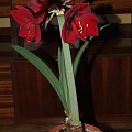 odmiana 'Benfica' - 8 marca 2009 #amarylis #Hippeastrum #hydroponika #Benfica