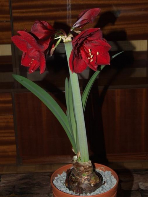 odmiana 'Benfica' - 8 marca 2009 #amarylis #Hippeastrum #hydroponika #Benfica