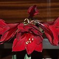 odmiana 'Benfica' - 8 marca 2009 #amarylis #Hippeastrum #hydroponika #Benfica