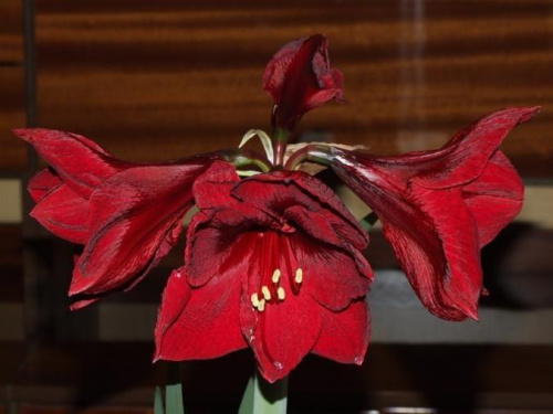 odmiana 'Benfica' - 8 marca 2009 #amarylis #Hippeastrum #hydroponika #Benfica