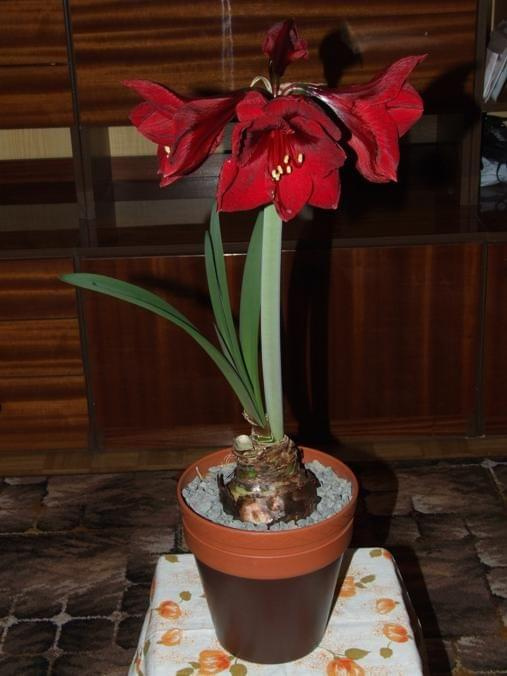 odmiana 'Benfica' - 8 marca 2009 #amarylis #Hippeastrum #hydroponika #Benfica