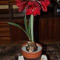 odmiana 'Benfica' - 8 marca 2009 #amarylis #Hippeastrum #hydroponika #Benfica