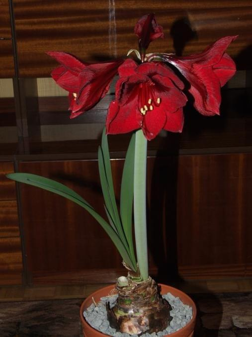 odmiana 'Benfica' - 8 marca 2009 #amarylis #Hippeastrum #hydroponika #Benfica