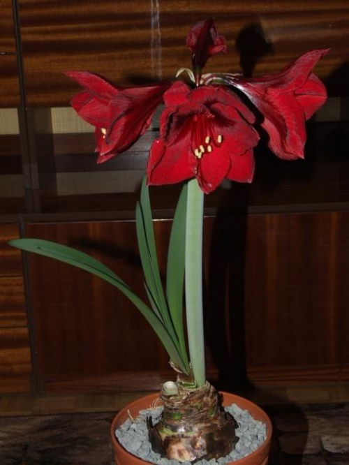 odmiana 'Benfica' - 8 marca 2009 #amarylis #Hippeastrum #hydroponika #Benfica