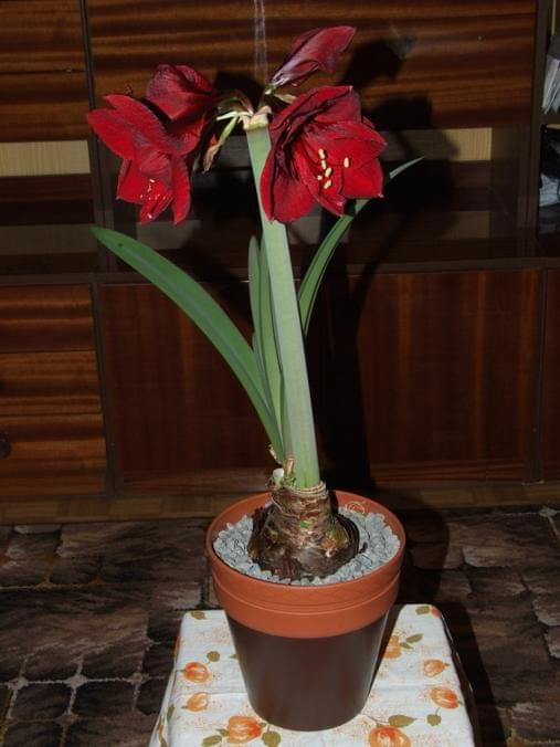 odmiana 'Benfica' - 8 marca 2009 #amarylis #Hippeastrum #hydroponika #Benfica