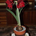 odmiana 'Benfica' - 8 marca 2009 #amarylis #Hippeastrum #hydroponika #Benfica