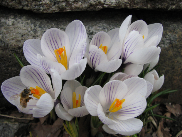 Wiosenne kwiaty cd. #krokusy #bratek #wrzosiec