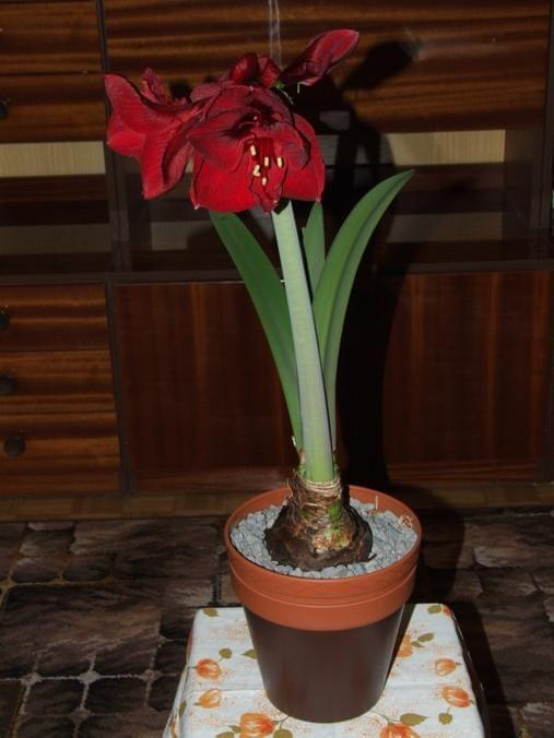 odmiana 'Benfica' - 8 marca 2009 #amarylis #Hippeastrum #hydroponika #Benfica