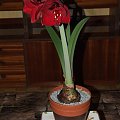 odmiana 'Benfica' - 8 marca 2009 #amarylis #Hippeastrum #hydroponika #Benfica