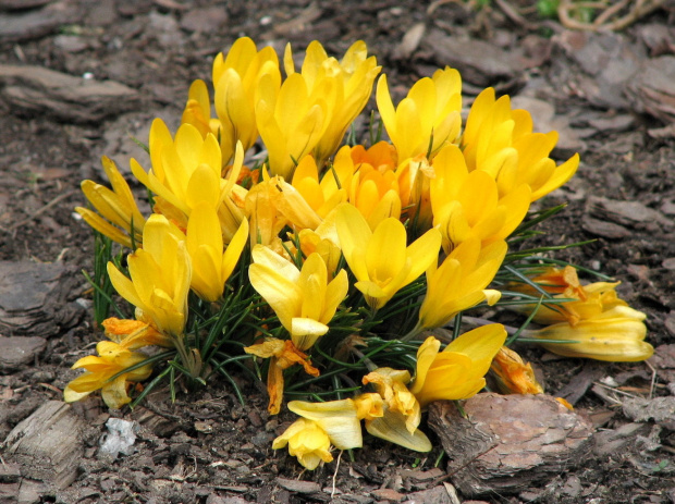 Wiosenne kwiaty cd. #krokusy #bratek #wrzosiec