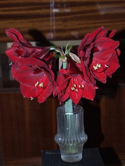 odmiana 'Benfica' - 8 marca 2009 (pęd ścięty w celu ochrony słabo ukorzenionej cebuli z drugim pędem) #amarylis #Hippeastrum #hydroponika #Benfica